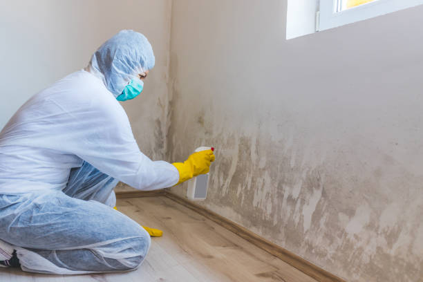 Licensed Mold Remediation service in Fruitport, MI - WQB Mold Removal